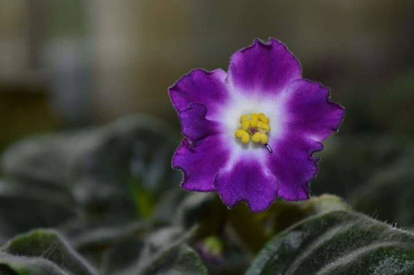 11 - Violete africane octombrie 2015