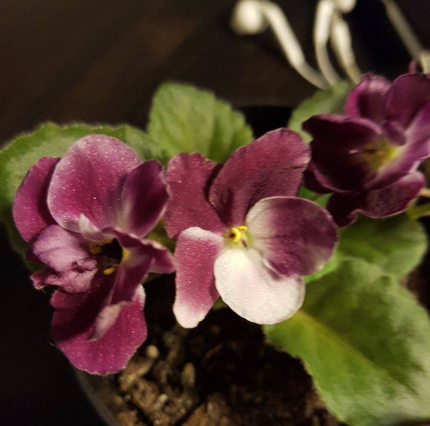 Mac s Southern Springtime - Violete africane Dibleys