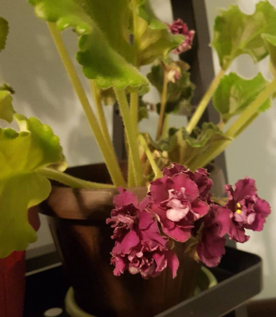 Ness Antique Red - Violete africane Dibleys