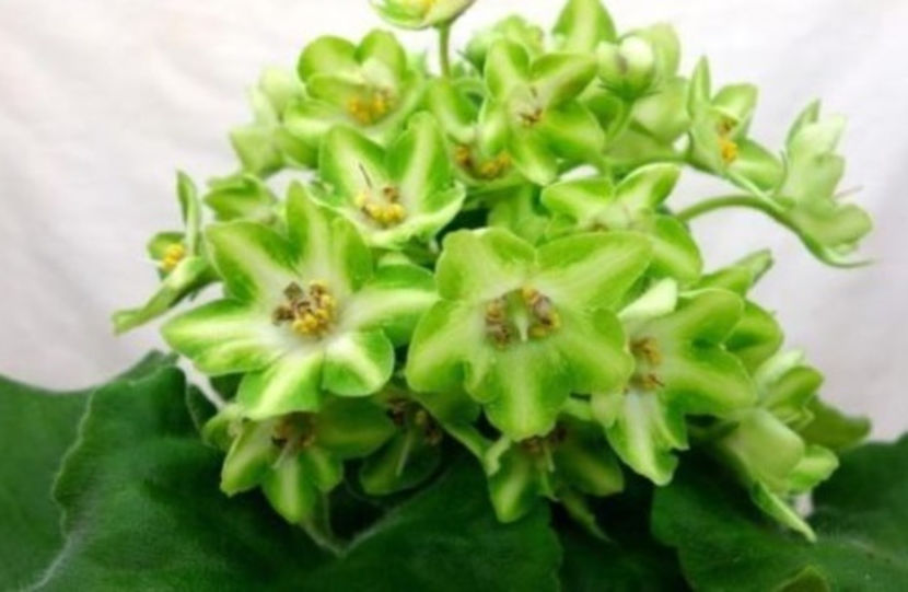 AV-KishMish - Violete Africane Licitatie