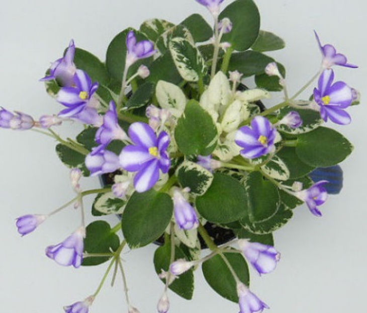 Chimera Pixie Runaround - Violete Africane Licitatie