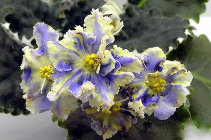 RS-ZHAR-ptiza - Violete Africane Licitatie