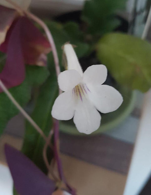 Crystal Snow2 - Streptocarpusi