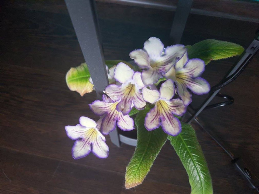 seren - Streptocarpusi