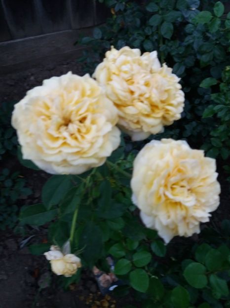  - Sophia Renaissance