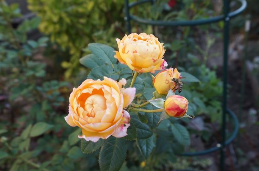 Rosomane Janon - Noi rezistam caniculei