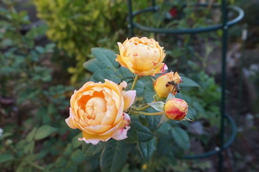  - Noi rezistam caniculei