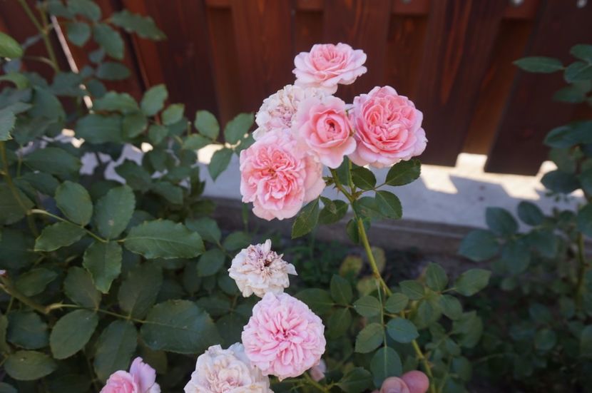  - Noi rezistam caniculei