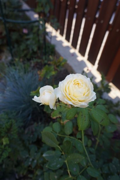  - Noi rezistam caniculei