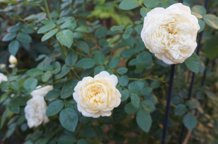  - Noi rezistam caniculei