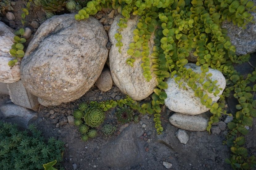 Lizinca cea frumos curgatoare - Noi rezistam caniculei