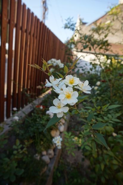  - Noi rezistam caniculei