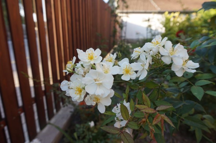  - Noi rezistam caniculei