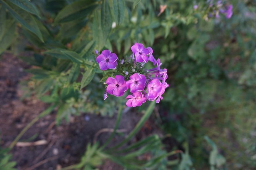  - Noi rezistam caniculei