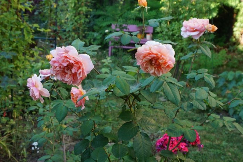 Versigny - Noi rezistam caniculei