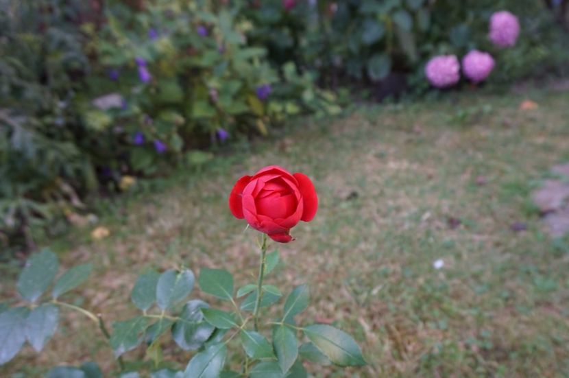  - Noi rezistam caniculei