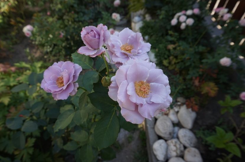  - Noi rezistam caniculei