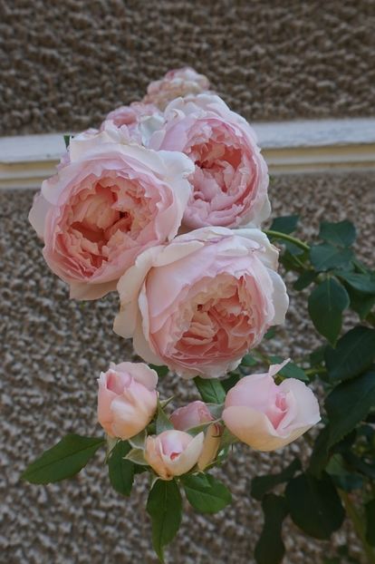 The Wedgwood Rose - Noi rezistam caniculei
