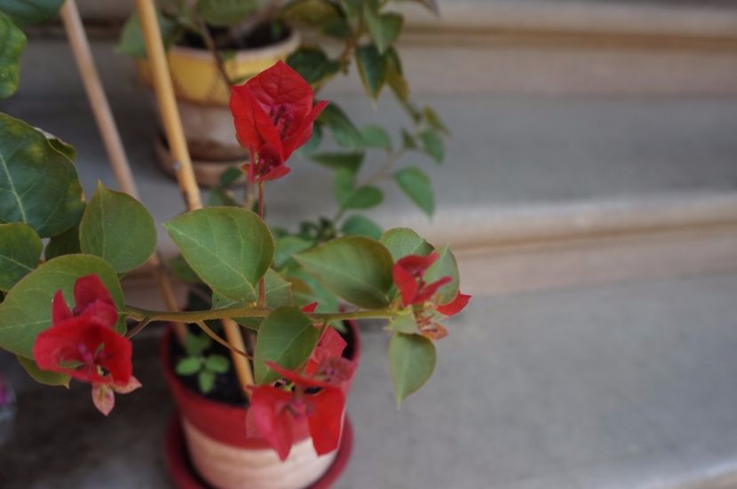  - Noi rezistam caniculei