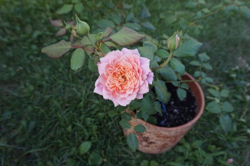 Festival des Jardins - Noi rezistam caniculei
