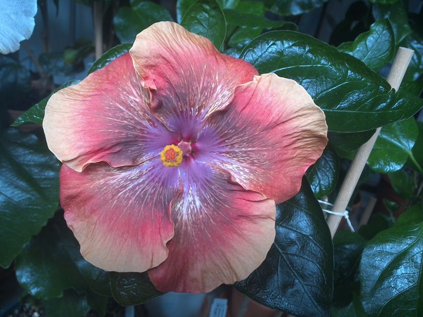 WIN_20170805_113619 - Moorea Sugar Lady