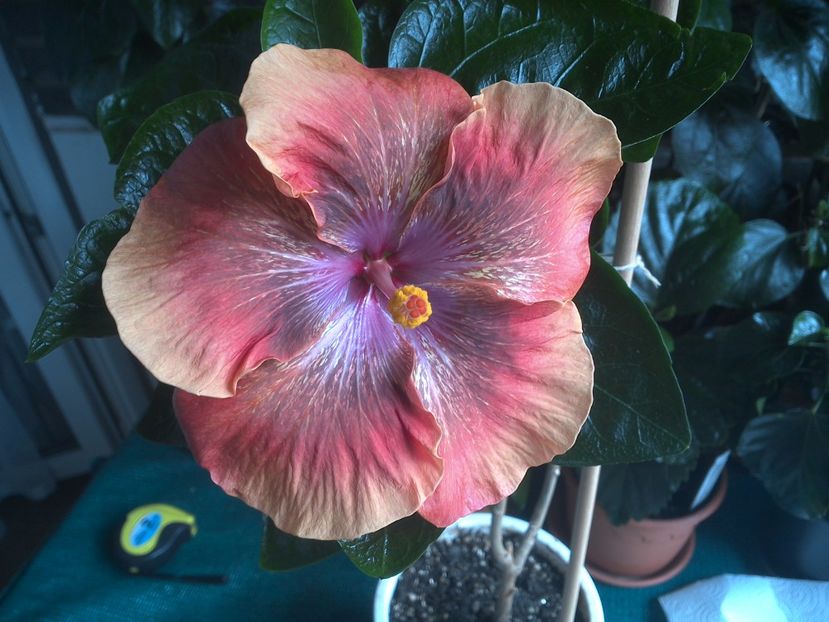 WIN_20170805_113647 - Moorea Sugar Lady