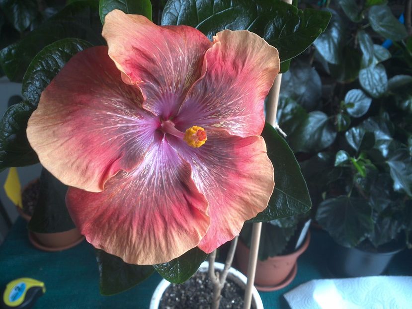 WIN_20170805_113652 - Moorea Sugar Lady