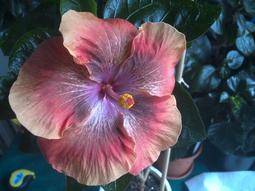 WIN_20170805_113654 - Moorea Sugar Lady