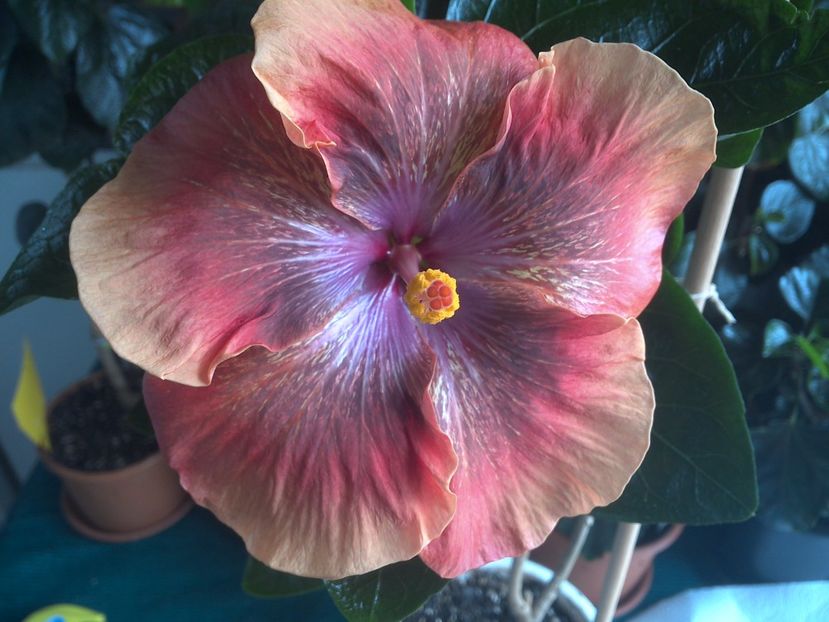 WIN_20170805_113742 - Moorea Sugar Lady