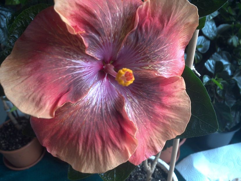 WIN_20170805_113751 - Moorea Sugar Lady