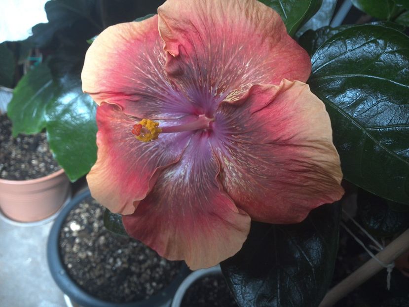 WIN_20170805_113839 - Moorea Sugar Lady