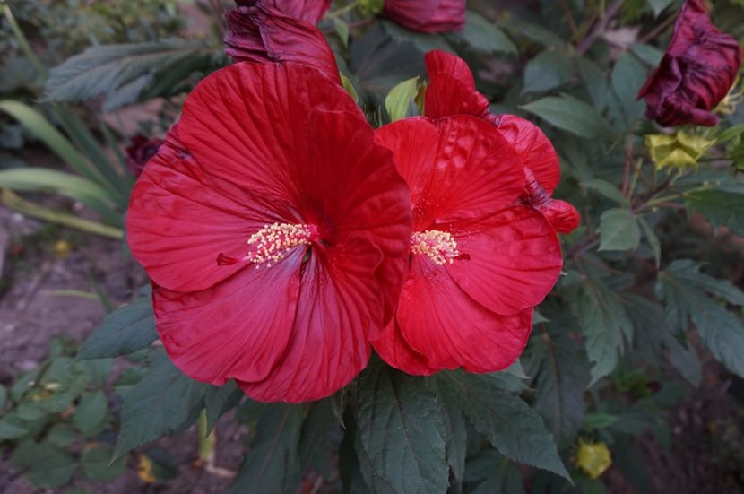  - Noi rezistam caniculei