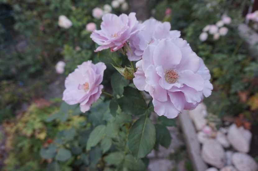  - Noi rezistam caniculei