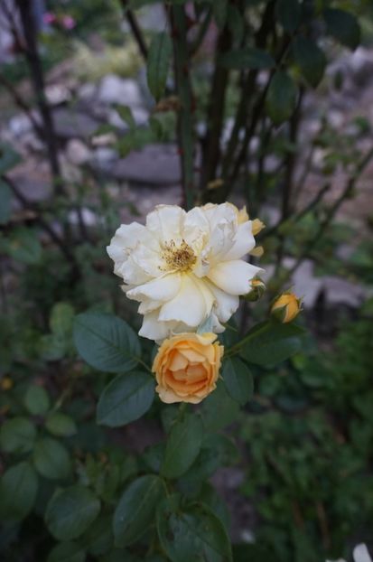  - Noi rezistam caniculei