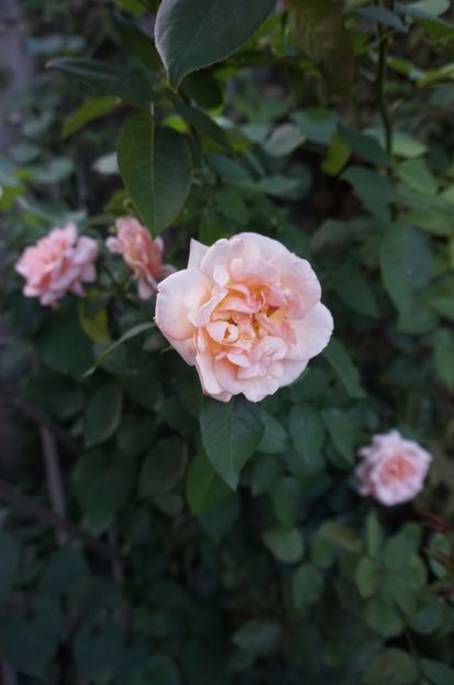  - Noi rezistam caniculei