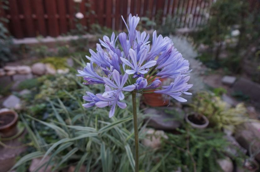  - Noi rezistam caniculei