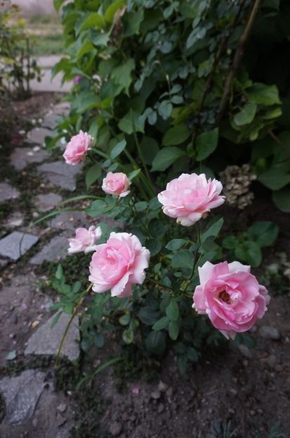 History - Noi rezistam caniculei