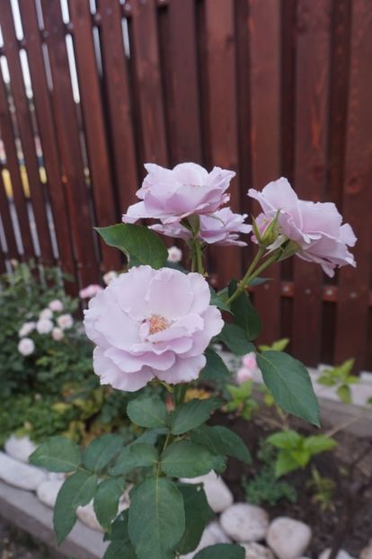  - Noi rezistam caniculei