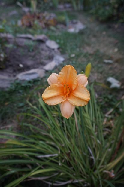  - Hemerocallis 2017