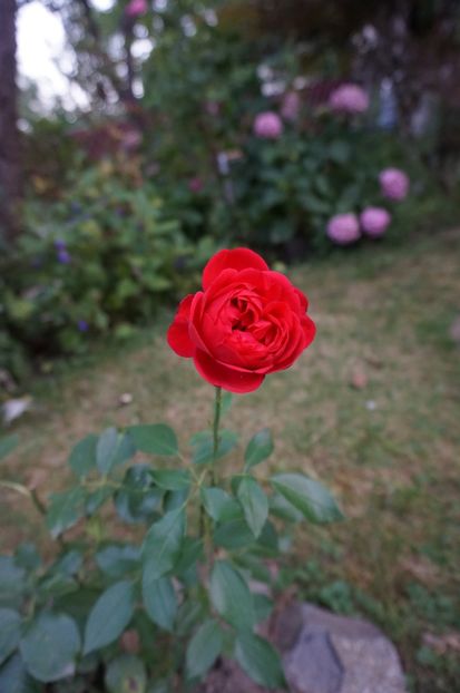  - Noi rezistam caniculei