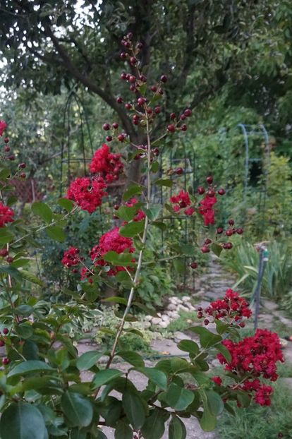  - Noi rezistam caniculei