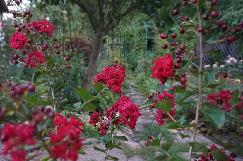  - Noi rezistam caniculei