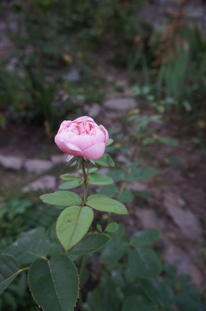 Alnwick Castle? - Noi rezistam caniculei