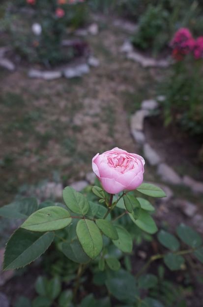  - Noi rezistam caniculei