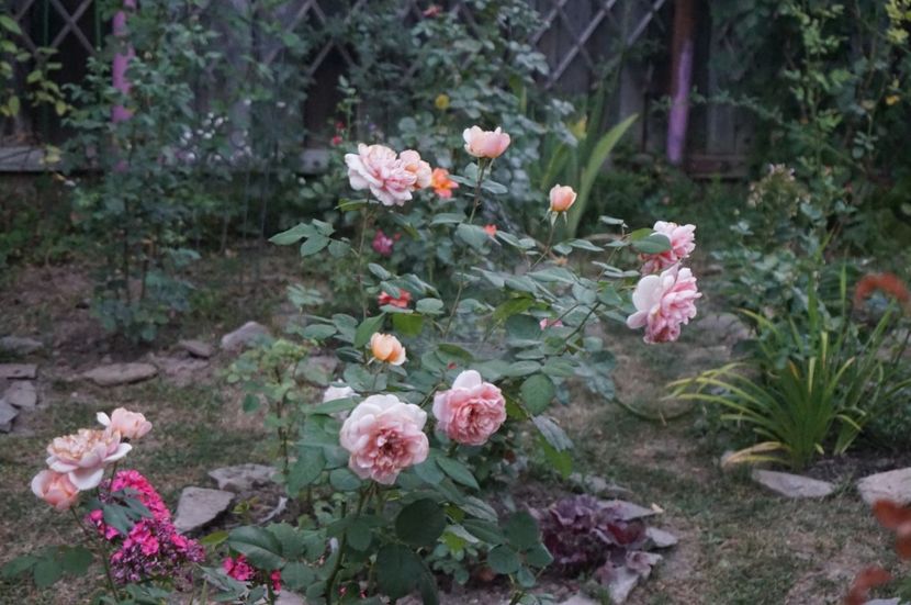  - Noi rezistam caniculei