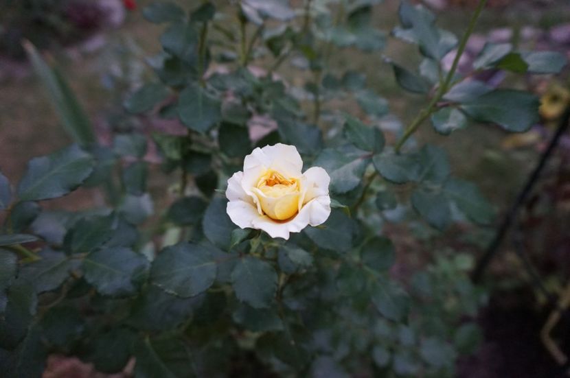  - Noi rezistam caniculei