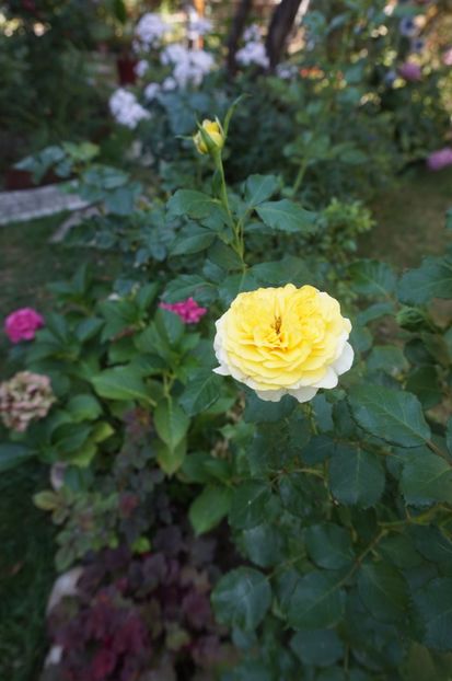  - Noi rezistam caniculei