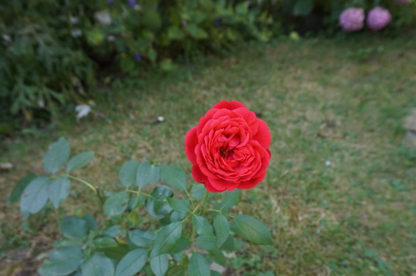 Out of Rosenheim - Noi rezistam caniculei