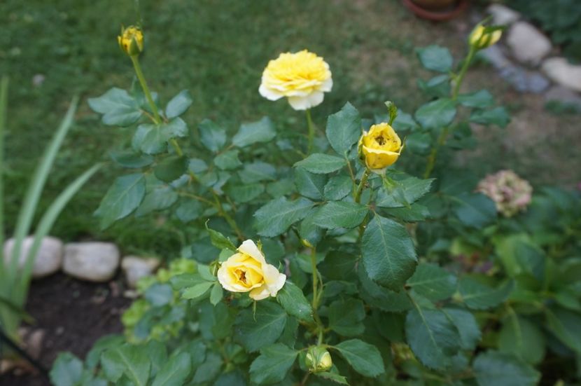  - Noi rezistam caniculei