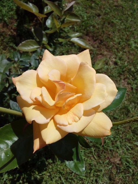  - TRANDAFIRI 2017_2018